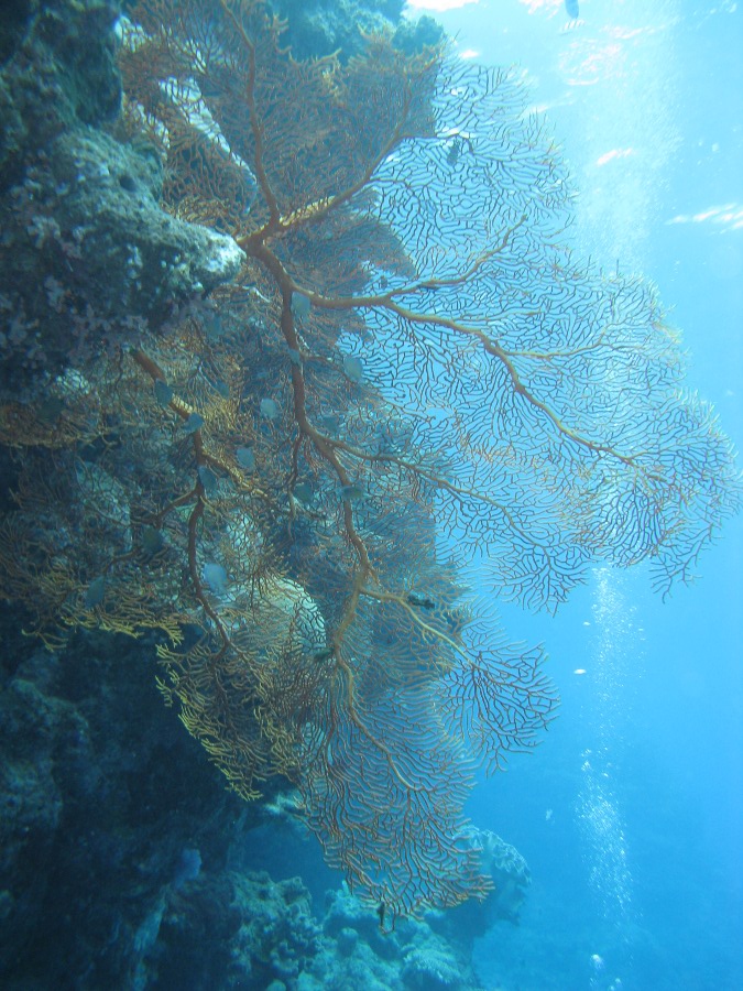 Dive Photos/2009-07 Great Barrier Reef/img_0971.jpg